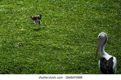 Pelican On The Green Grass And The Bid Flying