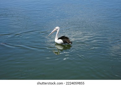 A Pelican On The Hastings River At Port Macquarie