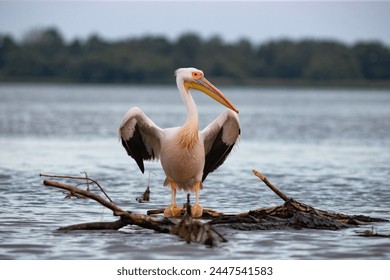 Pelican on the lake in Danube Delta, Romania