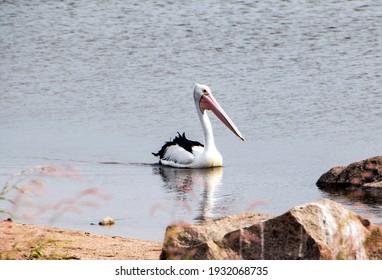 Pelican on Leslie Dam, Warwick Qld AU