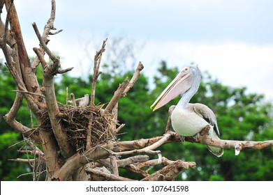 Pelican On Its Nest