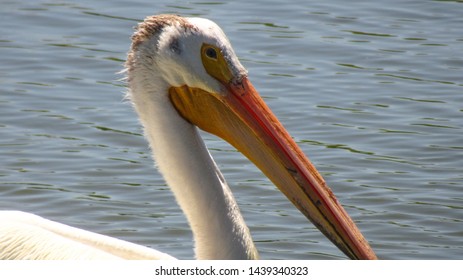 Pelican On A Pond At Jensen Park, Syracuse, Utah.