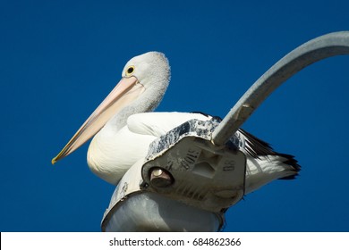 Pelican On Street Light. Marion Bay, SA.