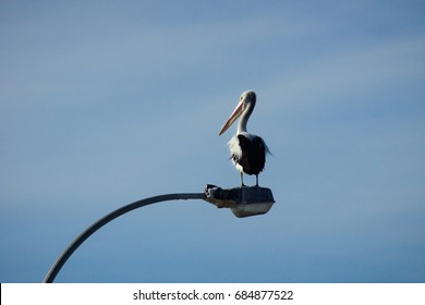 Pelican On Street Light. Marion Bay, SA.