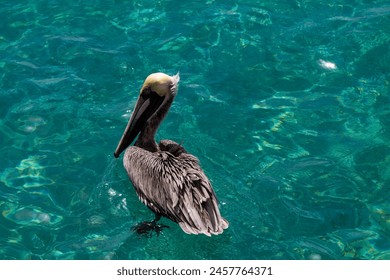 Pelican on the turquoise waters of the Caribbean Sea - Powered by Shutterstock