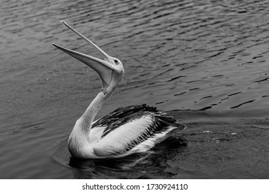 Pelican On The Water. The Entrance, Central Coast, NSW, Australia.