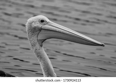 Pelican On The Water. The Entrance, Central Coast, NSW, Australia.