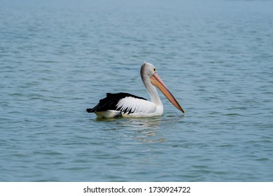 Pelican On The Water. The Entrance, Central Coast, NSW, Australia.