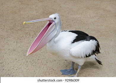 Pelican With Open Beak