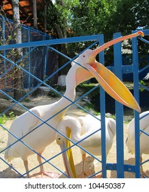 Pelican opened its beak. It seeks to explore unfamiliar subjects.