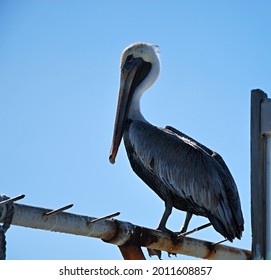 Pelican At Overseas Highway, Florida Keys