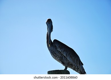 Pelican At Overseas Highway, Florida Keys