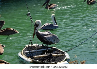 Pelican At Overseas Highway, Florida Keys