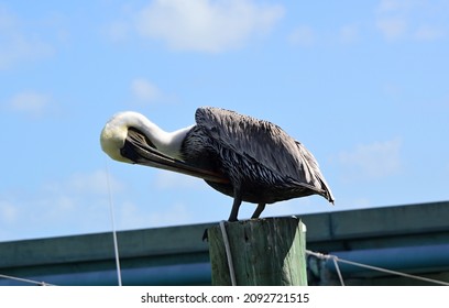 Pelican At Overseas Highway, Florida Keys