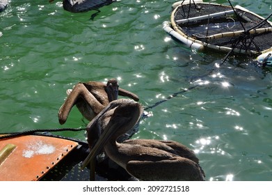 Pelican At Overseas Highway, Florida Keys