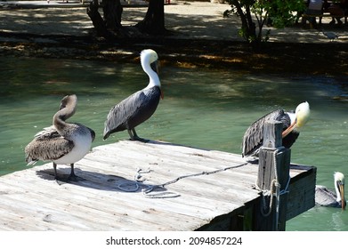 Pelican At Overseas Highway, Florida Keys