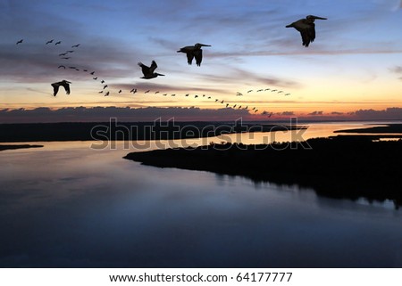 Pelican Parade: A string of brown pelicans in early morning flight over beach marsh land
