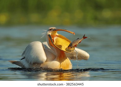 Pelican (Pelecanus Onocrotalus)