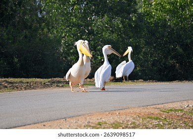 pelican пеликан pelicans are walking along the road
