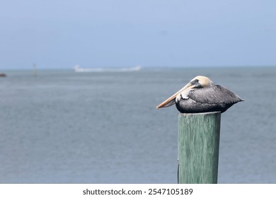 Pelican perched on a dock by the ocean  - Powered by Shutterstock