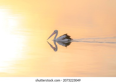 Pelican and reflection in the golden early morning light swimming in the bay at Woy Woy on the Central Coast of NSW, Australia.