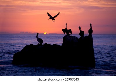 Pelican Rest In Sunrise/sunset In The Pacific Ocean Off Of Cabo San Lucas