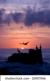 Pelican Rest In Sunrise/sunset In The Pacific Ocean Off Of Cabo San Lucas