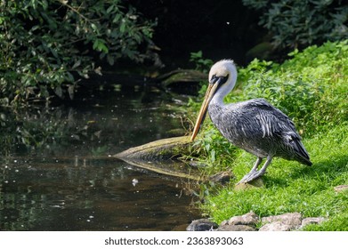 A pelican sits on the bank of a body of water - Shutterstock ID 2363893063