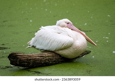A pelican sits on a branch in the water - Shutterstock ID 2363893059