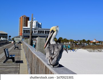 Pelican sitting on Pier in Pensacola Florida 