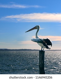 A Pelican Sitting On A Pole With Its Wings Spread Catching The Wind.