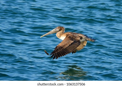 Pelican In St Andrews St Park, Panama City Beach, Fl