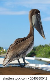 pelican standing in in edge looking for food.