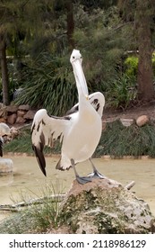 The Pelican Is Standing On A Little Hill