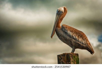 A pelican standing on top of a wooden post - Powered by Shutterstock