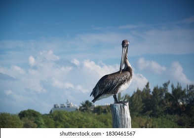 A Pelican Stands In He's Wood Pilar At Cancún's Pier 2