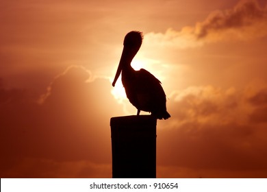 Pelican At Sunset