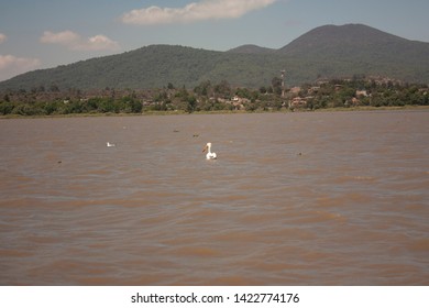 Pelican Swimming On The Lake Of Pátzcuaro Mexico Looking For Fish To Eat And Hunt