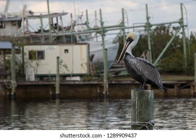 Pelican At Tarpon Springs