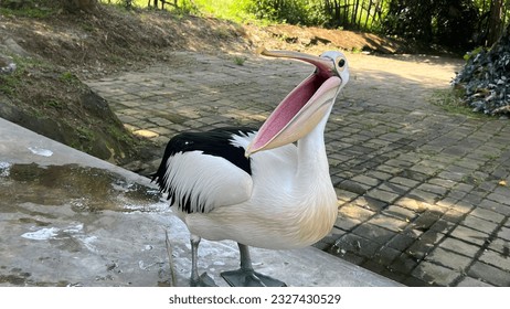 El pelícano es un tipo de ave acuática cuyas plumas son negras y blancas, con largos pronósticos y forma parte de la familia de aves Pelecanidae