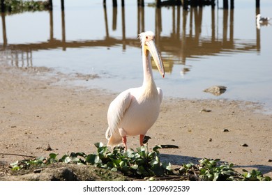 Pelican Velddrif South Africa