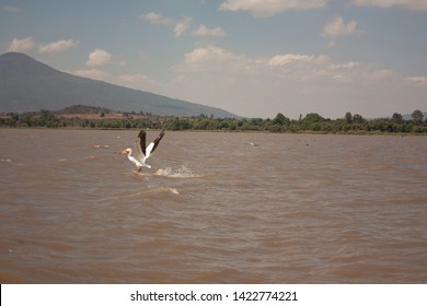 Pelican In Watering On The Lake Of Pátzcuaro Michoacán Mexico Biodiversity Hunting To Eat