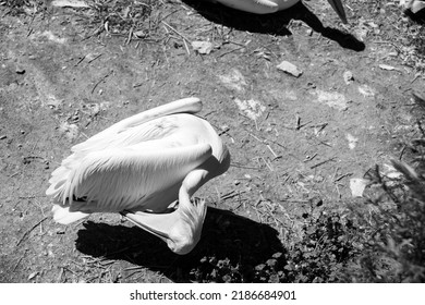 Pelican Zoo Black White Stock Photo 2186684901 | Shutterstock