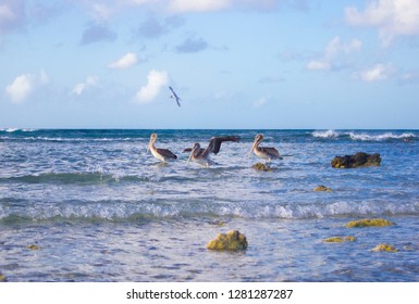 Pelicans Arashi Beach