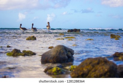 Pelicans Arashi Beach 3