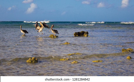 Pelicans Arashi Beach Aruba