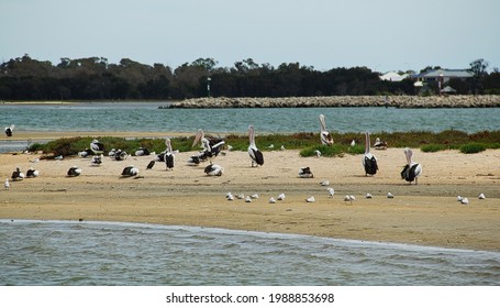 Pelicans, birds amd other common wildlife resting on the shore in Mandurah, Western Australia.
