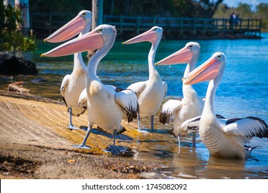 Pelicans At Boat Ramp, Nambucca Australia.