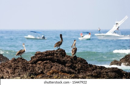 Pelicans In Corcovado National Park (Costa Rica)
