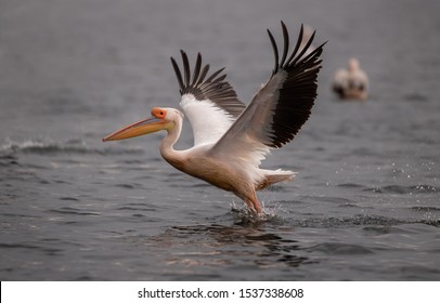 Pelican Hd Stock Images Shutterstock